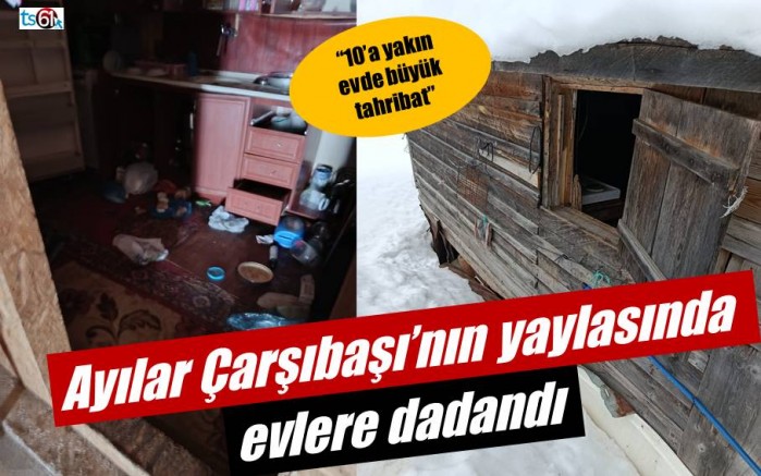 Ayılar yayla evlerine dadandı: “10’a yakın evde büyük tahribat”