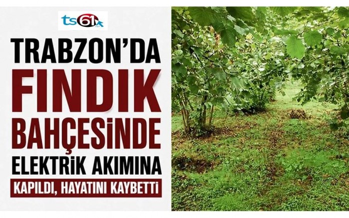 Fındık bahçesinde elektrik akımına kapıldı