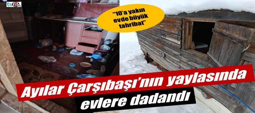 Ayılar yayla evlerine dadandı: “10’a yakın evde büyük tahribat”