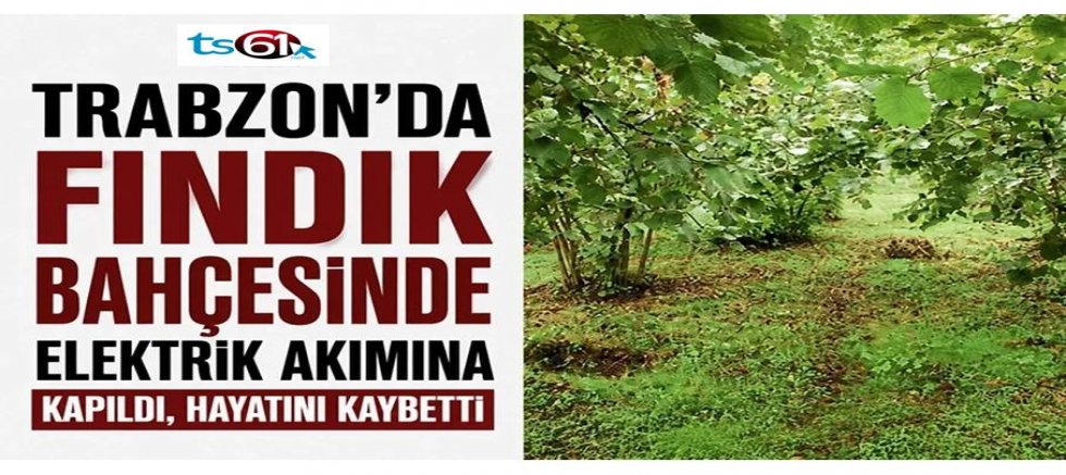 Fındık bahçesinde elektrik akımına kapıldı