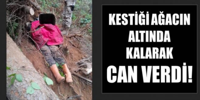 Kestiği ağacın altında kalarak can verdi