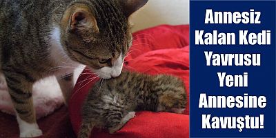 Annesiz Kalan Kediye Ortahisar Belediyesi Sahip Çıktı