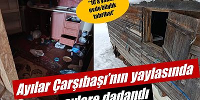 Ayılar yayla evlerine dadandı: “10’a yakın evde büyük tahribat”