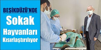Beşikdüzü’nde Sokak Hayvanları Kısırlaştırılıyor