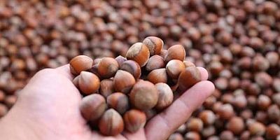 Fındıkta 2020 Yılı Alım Fiyatları Açıklandı