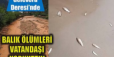 Gelevera Deresi’nde balık ölümleri vatandaşı korkuttu!