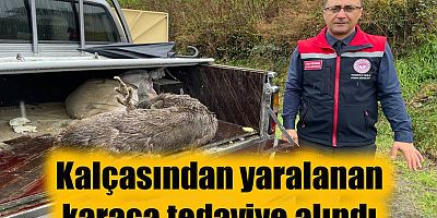 Kalçasından yaralanan karaca tedaviye alındı