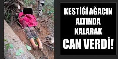 Kestiği ağacın altında kalarak can verdi