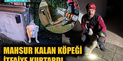 Mahsur kalan köpeği itfaiye kurtardı