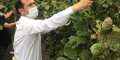 Milletvekili Cora, Fındık Bahçesine İndi