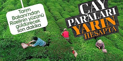 Yaş çay üreticilerine ödeme yarın yapılacak